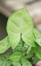 Load image into Gallery viewer, Syngonium White Butterfly

