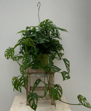 Load image into Gallery viewer, Monstera Adansonii
