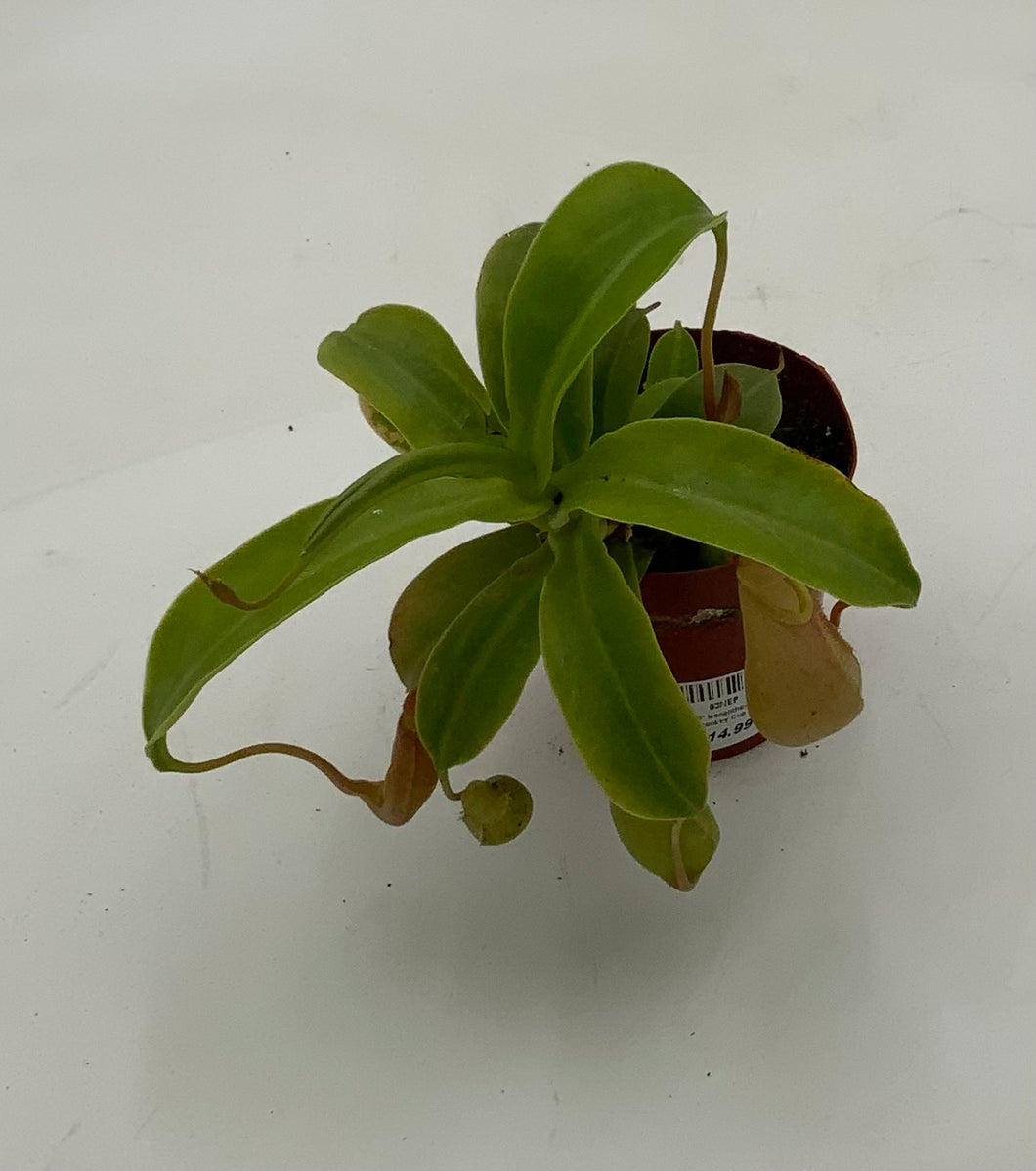 3in Nepenthes Monkey Cup – The Plant Stand of Arizona