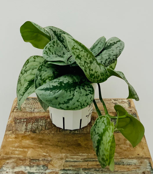 Silver Satin Scindapsus