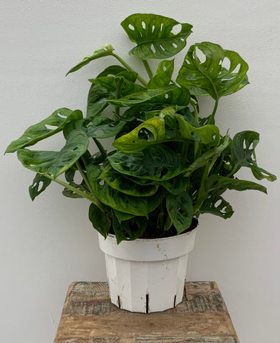 Monstera Adansonii