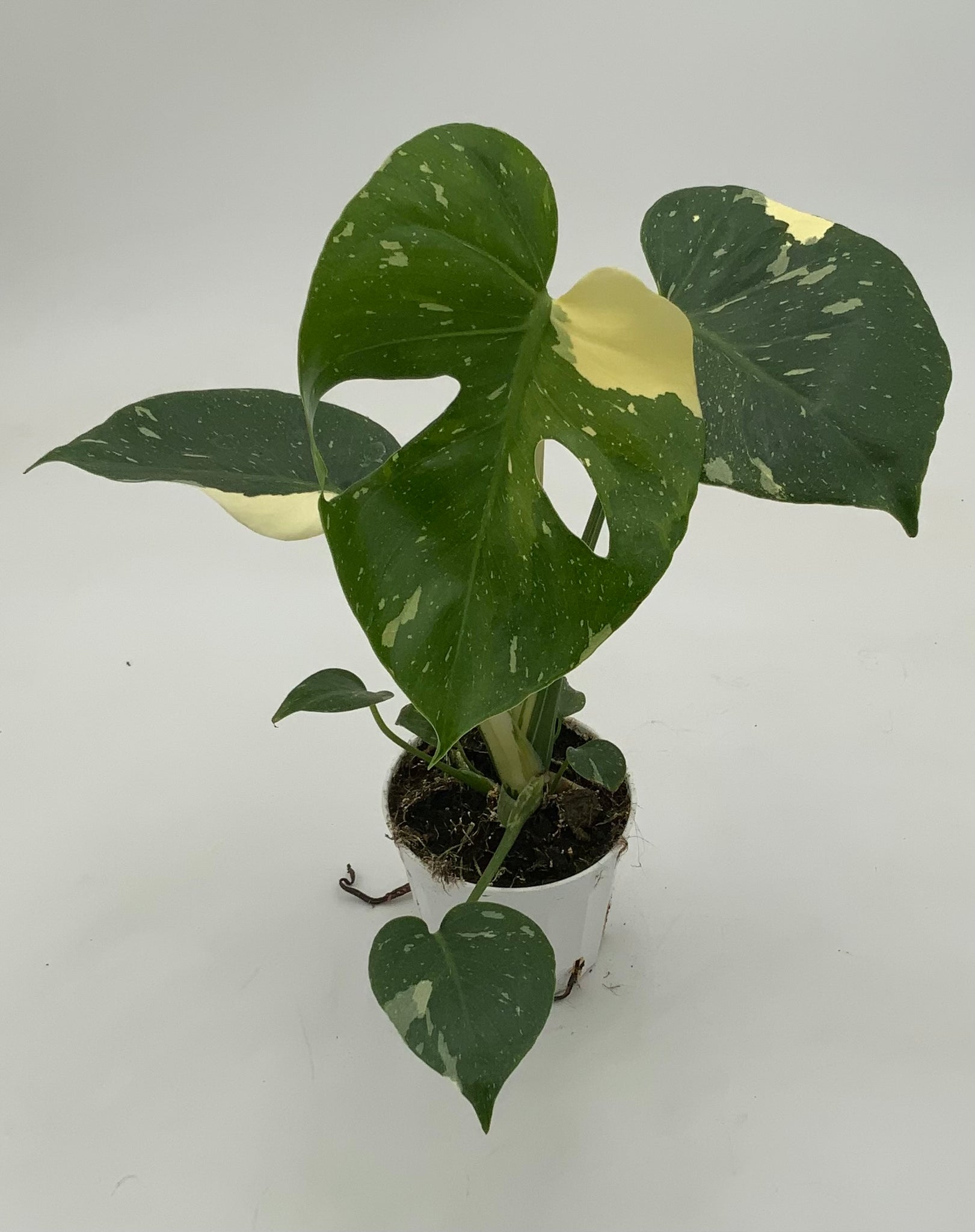 monstera deliciosa thai constellation for sale 4in Monstera 'Thai Constellation' – The Plant Stand of Arizona