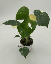 Load image into Gallery viewer, 4in Monstera ‘Thai Constellation’
