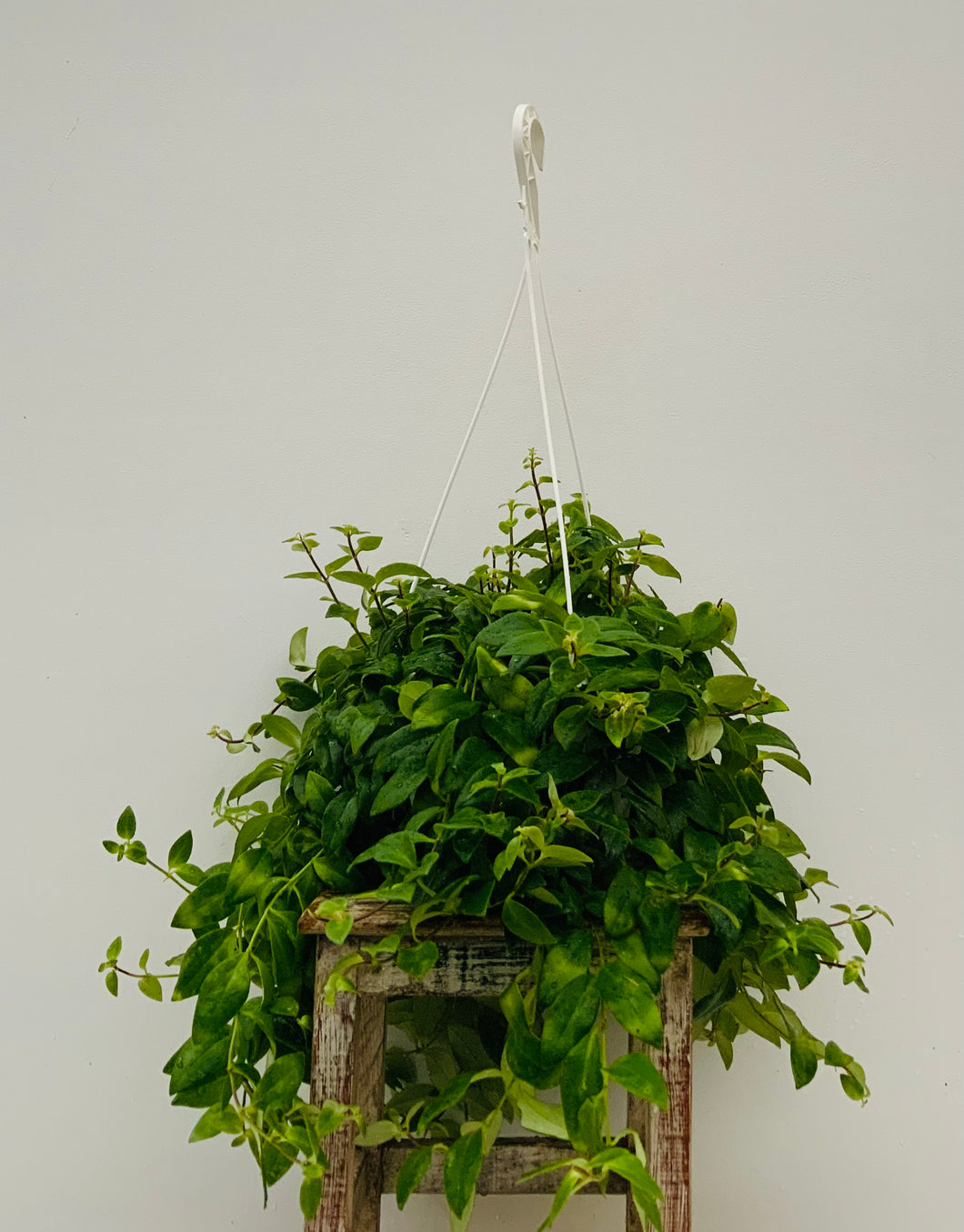 8in Hanging Lipstick Plant