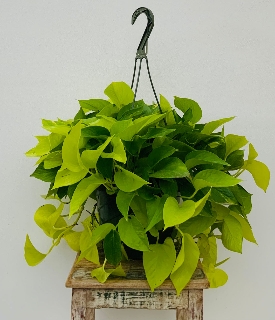 8in Hanging Neon Pothos