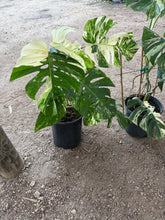 Load image into Gallery viewer, 3 Gallon Monstera Albo *Pre-Order*

