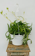 Load image into Gallery viewer, 8” Curly Spider Plant Chlorophytum

