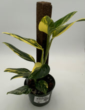 Load image into Gallery viewer, 6in Golden Monstera Standleyana Variegated on Stake
