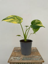 Load image into Gallery viewer, 5” Monstera ‘Marilyn Aura’
