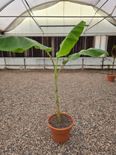 Load image into Gallery viewer, 14″ Assorted Banana Trees BOGO FREE ** Mix and Match**
