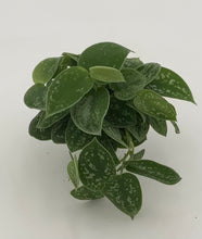 Load image into Gallery viewer, Silver Ann Scindapsus
