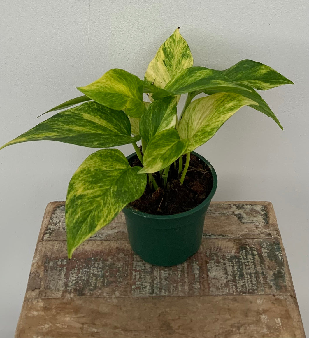 Neon Queen Pothos