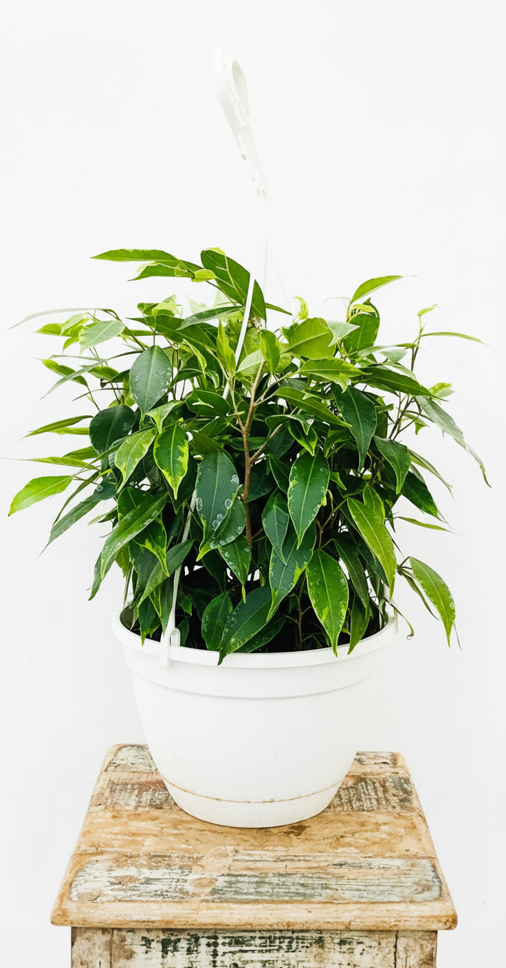 8 inch Hanging Ficus Anastasia