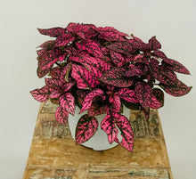 Load image into Gallery viewer, Polka Dot Plant, Hypoestes

