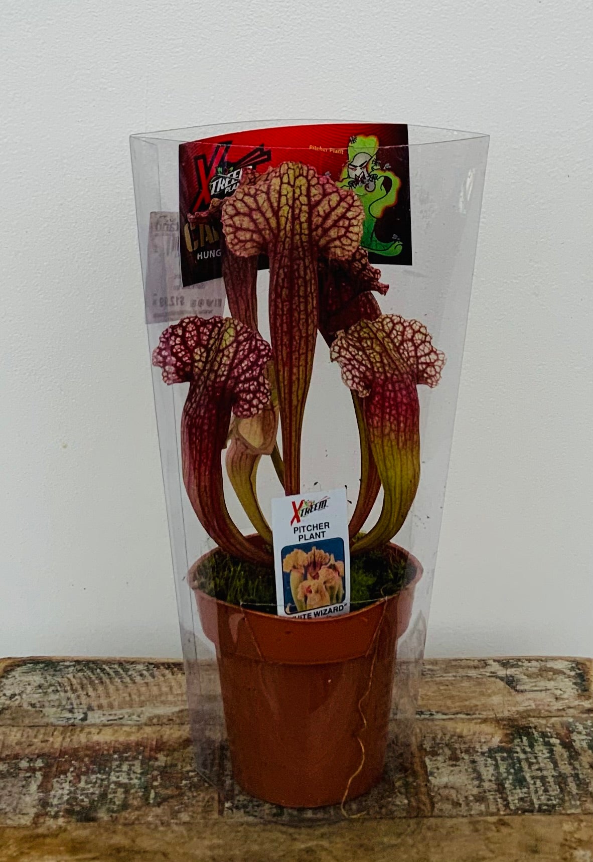Pitcher Plant ‘White Wizard’