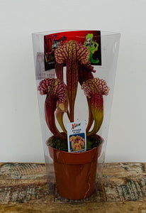 Pitcher Plant ‘White Wizard’
