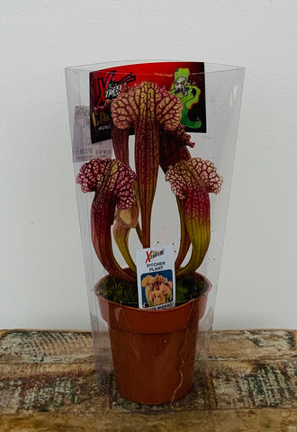 Pitcher Plant ‘White Wizard’