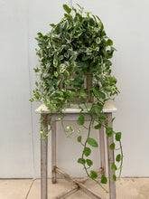 Load image into Gallery viewer, Pothos 'N Joy'
