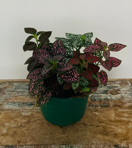 Polka Dot Plant, Hypoestes