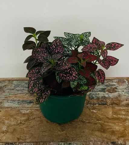 Polka Dot Plant, Hypoestes