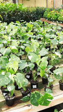 Load image into Gallery viewer, 4 inch Thai Constellation Monstera *Sale*
