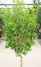 Load image into Gallery viewer, 5 Gallon Braided Ficus Benjamina
