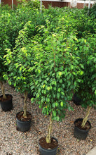 Load image into Gallery viewer, 5 Gallon Braided Ficus Benjamina
