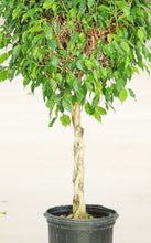 Load image into Gallery viewer, 5 Gallon Braided Ficus Benjamina
