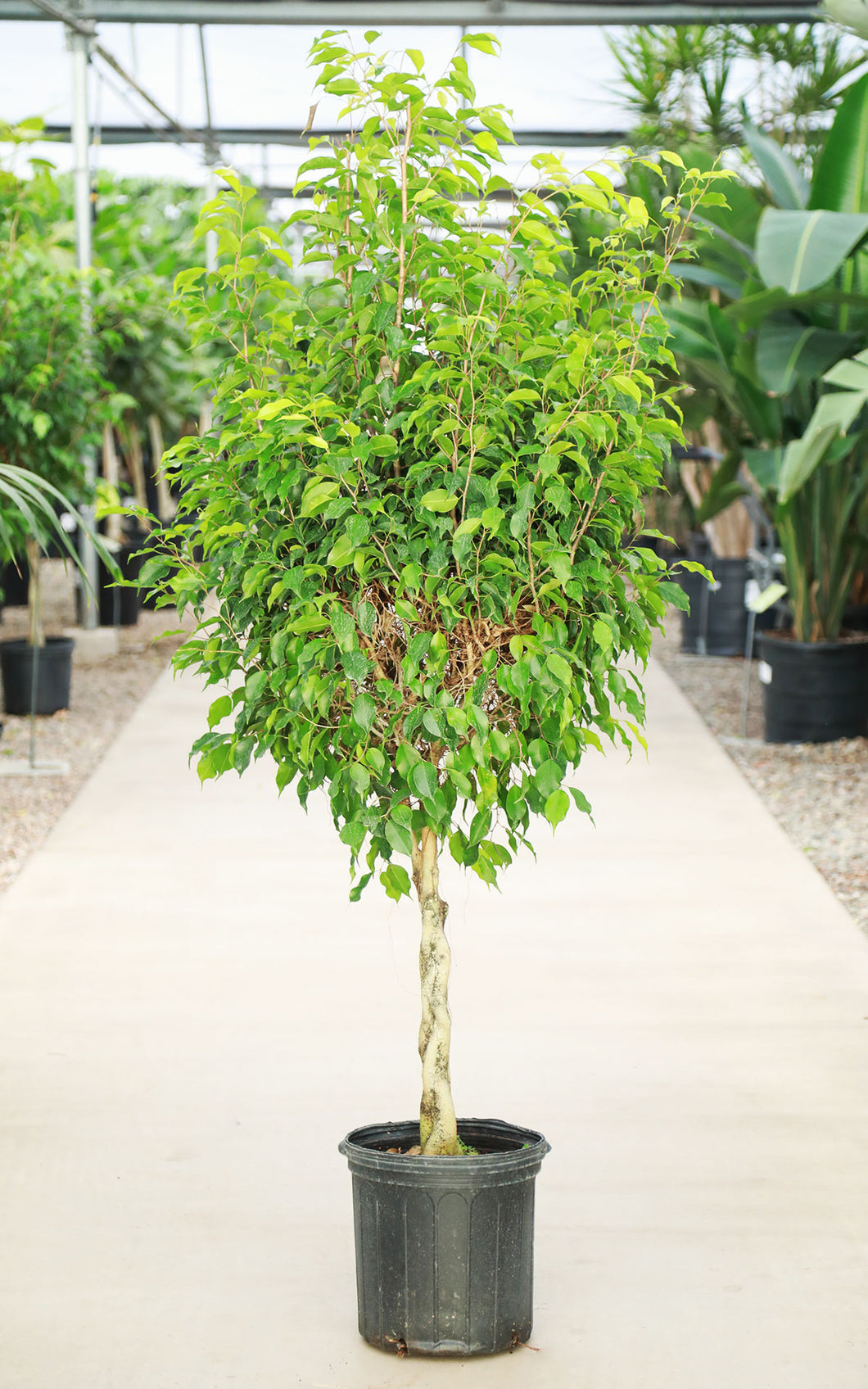 5 Gallon Braided Ficus Benjamina