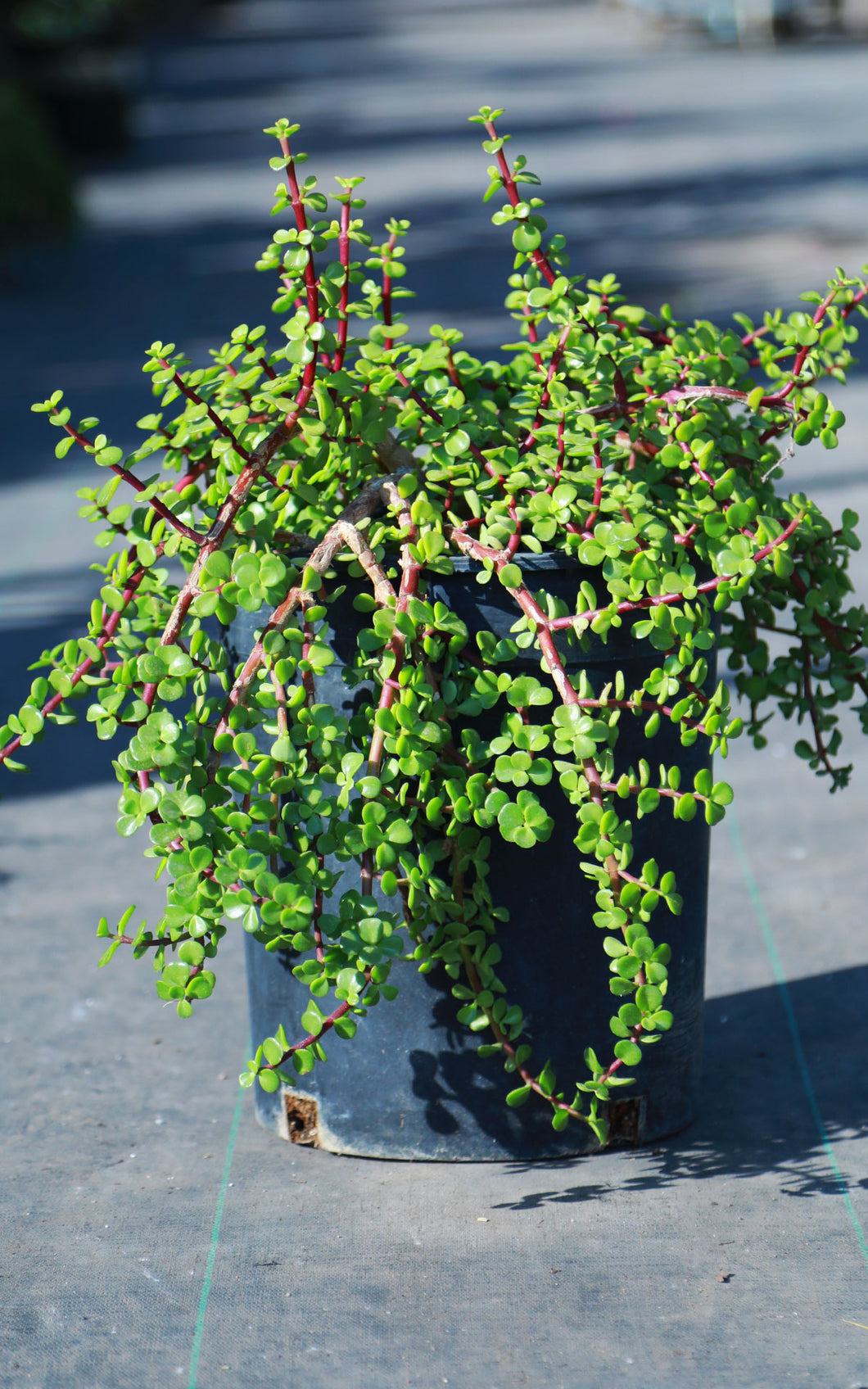 5 Gallon Elephant Food