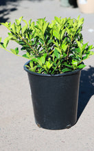 Load image into Gallery viewer, 5 Gallon Gardenia Bush
