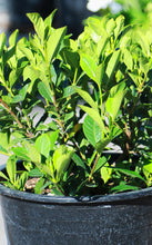 Load image into Gallery viewer, 5 Gallon Gardenia Bush
