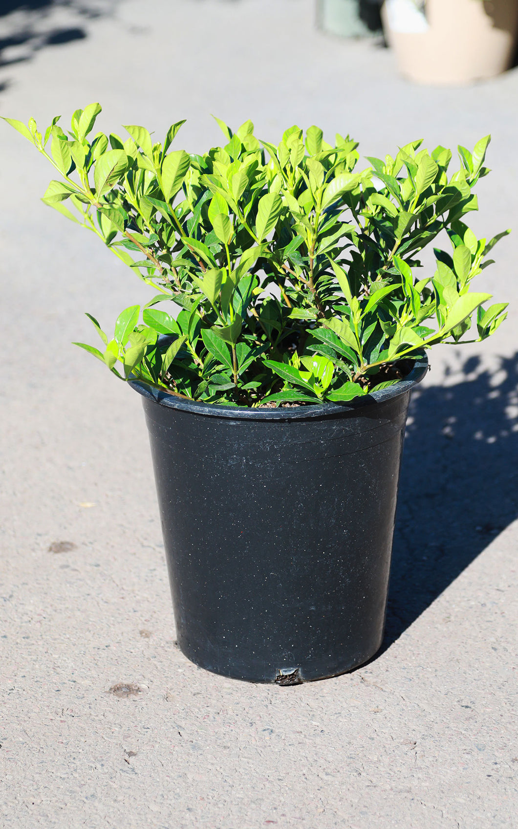 gardenia house plant 5 Gallon Gardenia Bush