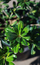 Load image into Gallery viewer, 5 Gallon Green Pittosporum
