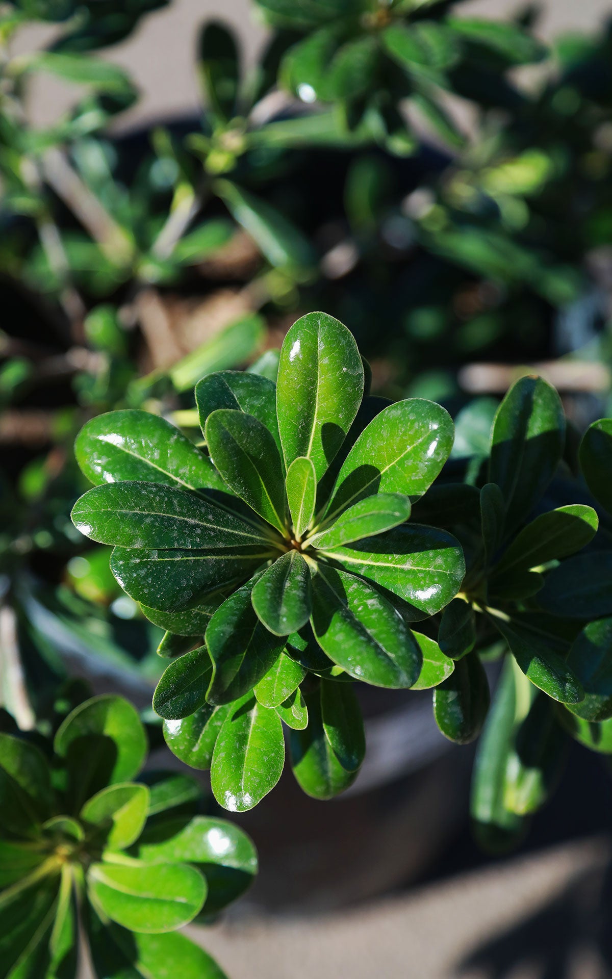 5 Gallon Green Pittosporum