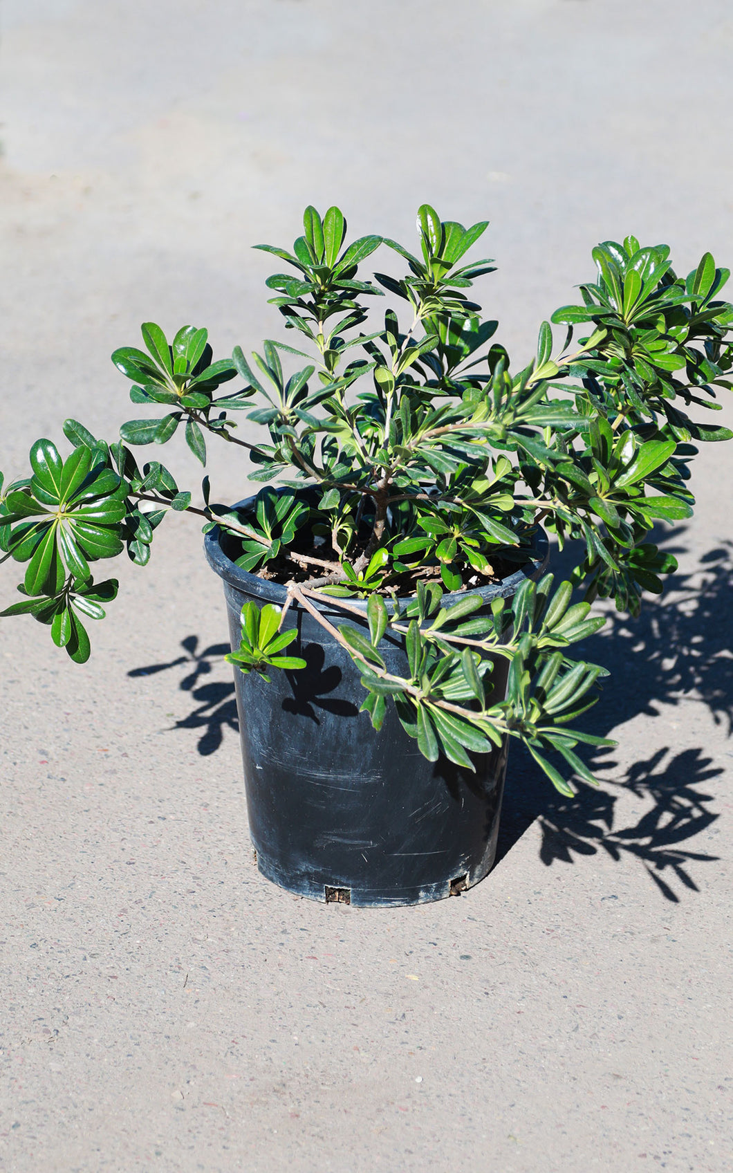 5 Gallon Green Pittosporum