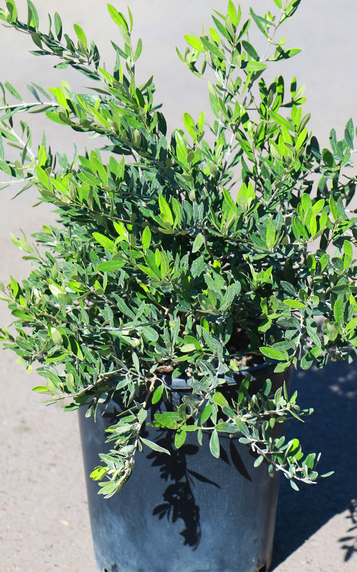 5 Gallon 'Little Ollie' Olive Bush