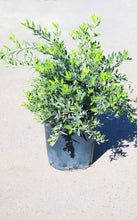 Load image into Gallery viewer, 5 Gallon &#39;Little Ollie&#39; Olive Bush
