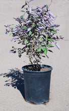Load image into Gallery viewer, 5 Gallon Purple Vitex Bush
