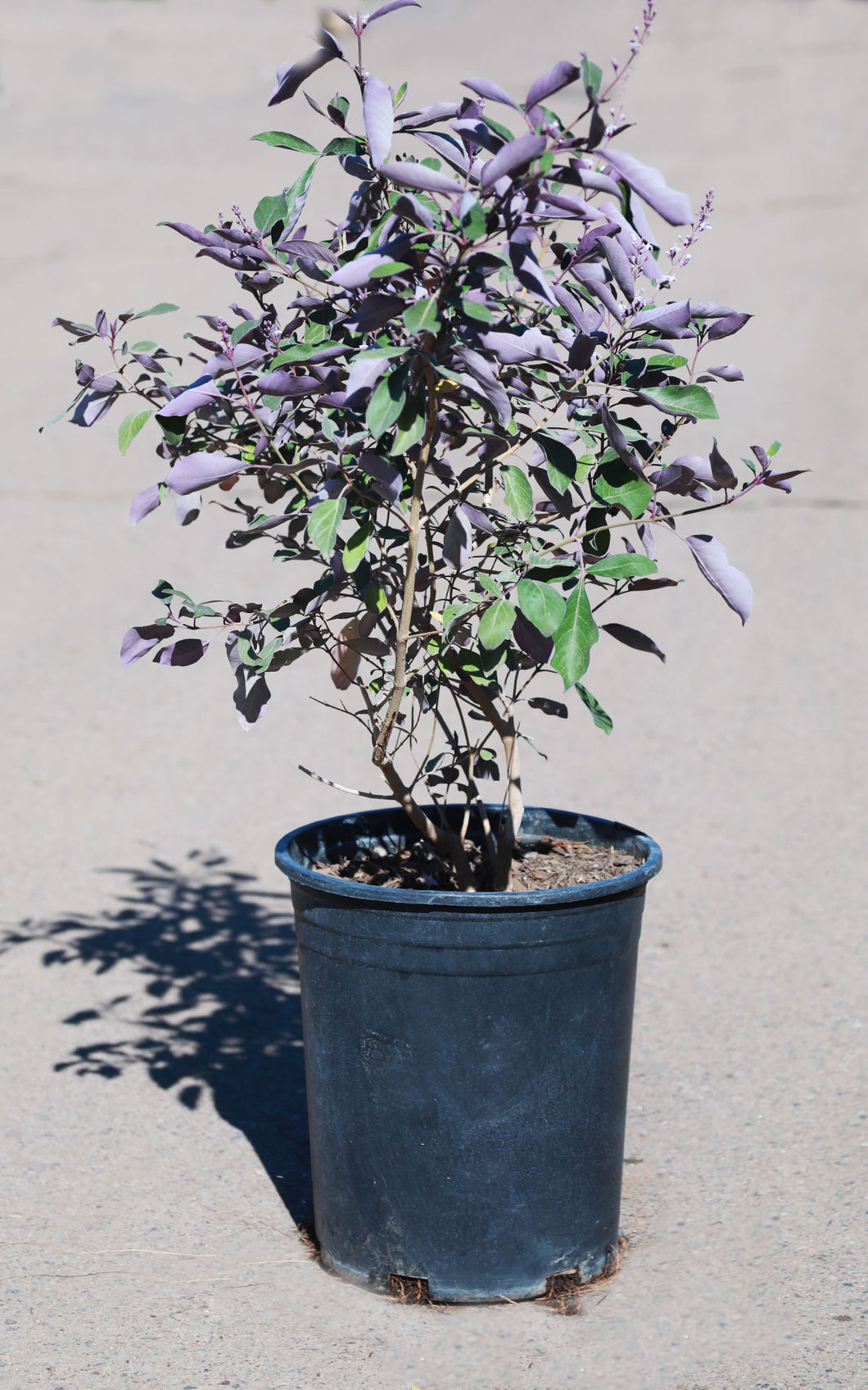 5 Gallon Purple Vitex Bush