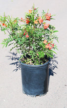 Load image into Gallery viewer, 5 Gallon Tecoma Stans Bells of Fire
