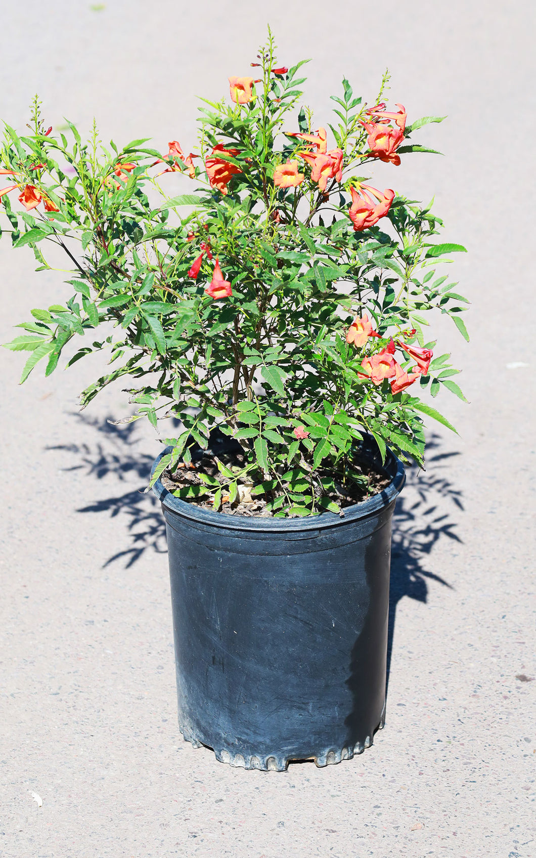 5 Gallon Tecoma Stans Bells of Fire