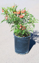 Load image into Gallery viewer, 5 Gallon Tecoma Stans Bells of Fire
