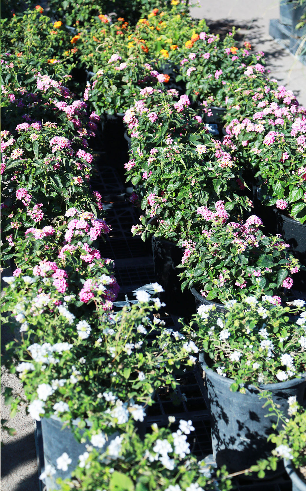 hanging lantana plant 5 Gallon Lantana | Flowering Landscape Shrub