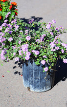 Load image into Gallery viewer, 5 Gallon Lantana (Assorted Colors)
