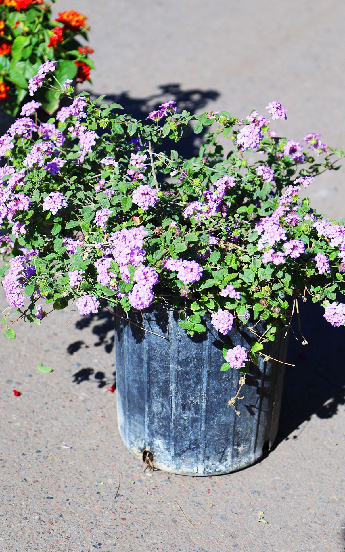lantana house plant 5 Gallon Lantana | Flowering Landscape Shrub