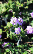 Load image into Gallery viewer, 5 Gallon Lantana (Assorted Colors)
