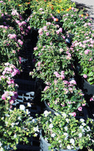 Load image into Gallery viewer, 5 Gallon Lantana (Assorted Colors)
