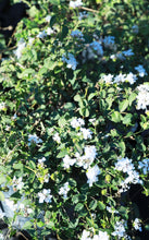 Load image into Gallery viewer, 5 Gallon Lantana (Assorted Colors)
