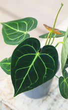 Load image into Gallery viewer, 5 inch Antherium Regal
